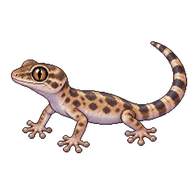 Mediterranean Gecko Hatchling