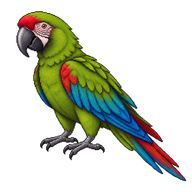 Military Macaw