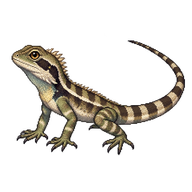 Australian Water Dragon Hatchling