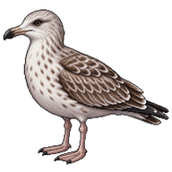 American Herring Gull Juvenile