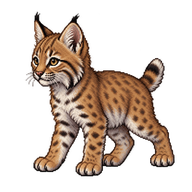 Bobcat Kit