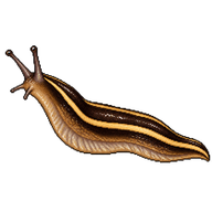 Striped Slug