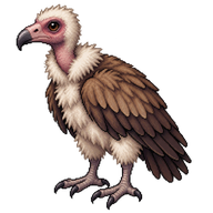 Hooded Vulture Hatchling