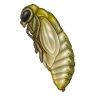 Imported Currantworm Pupa