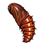 White-marked Tussock Moth Pupa