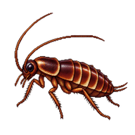 American Cockroach Nymph