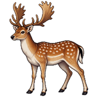 Fallow Deer