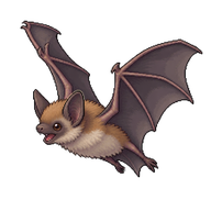 Kuhl's Pipistrelle Juvenile