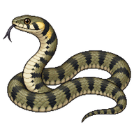 Barred Grass Snake