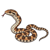 Bullsnake Hatchling
