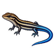 Common Five-lined Skink Hatchling