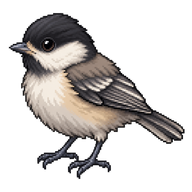 Black-capped Chickadee Fledgling