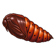 Isabella Tiger Moth Pupa