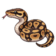 Ball Python Hatchling