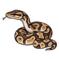 Ball Python Juvenile