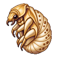 Sacred Scarab Beetle Pupa