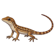 Brown Anole Hatchling