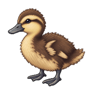 Common Eider Duckling