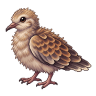 European Turtle-Dove Chick