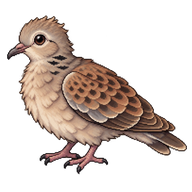 European Turtle-Dove Fledgling