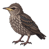 European Starling Fledgling