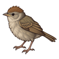 Eurasian Blackcap Fledgling