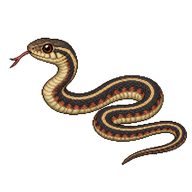 Western Terrestrial Garter Snake Neonate