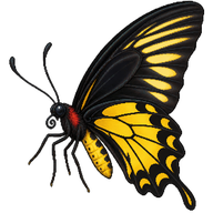Common Birdwing