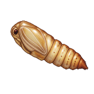 Common Clothes Moth Pupa