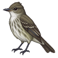 Olive-sided Flycatcher