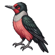 Lewis's Woodpecker