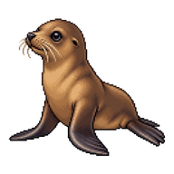 California Sea Lion Pup