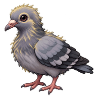 Rock Dove Squab