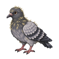 Rock Dove Fledgling
