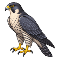 Peregrine Falcon