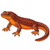 Rough-skinned Newt