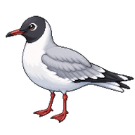 Bonaparte's Gull