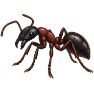 Common Godzilla Ant