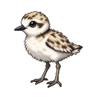 Snowy Plover Chick