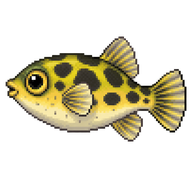 Dwarf Indian Puffer