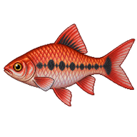 Rosy Barb