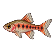 Rosy Barb Fry