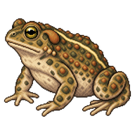 Natterjack Toad