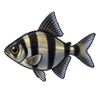 Black Tetra