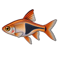 Harlequin Rasbora
