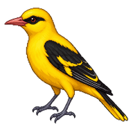 Eurasian Golden Oriole