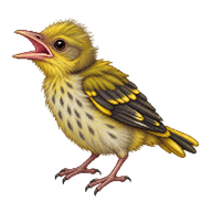 Eurasian Golden Oriole Hatchling