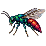 Ruby-tailed wasp