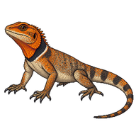 Amazon Lava Lizard