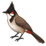 Common Bulbul